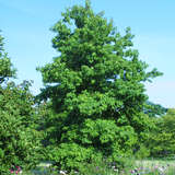 Liquidambar styraciflua - Amberbaum