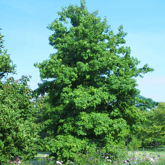 Liquidambar styraciflua