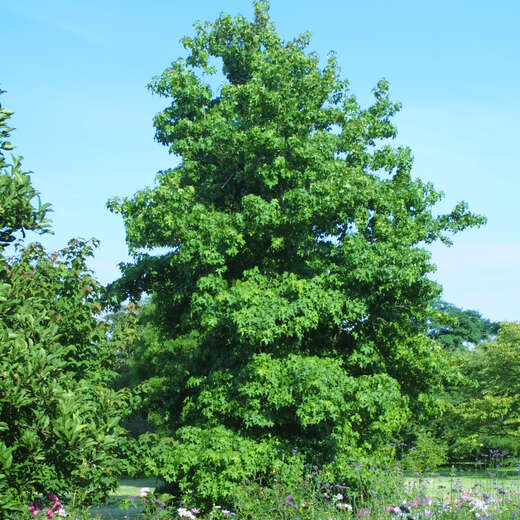 Säulen-Amberbaum - Liquidambar st.'Slender Silhouette' - grün