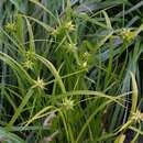 Carex grayi - Morgenstern-Segge