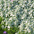 Lamium maculatum 'Pink Pewter': Bild 2/3