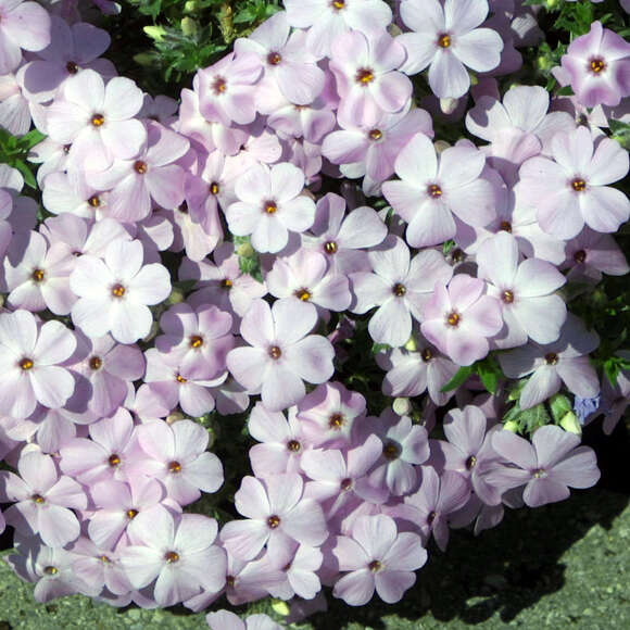 Phlox douglasii 'Lilac Cloud': Bild 2/3 Phlox douglasii 'Lilac Cloud': Bild 2/3