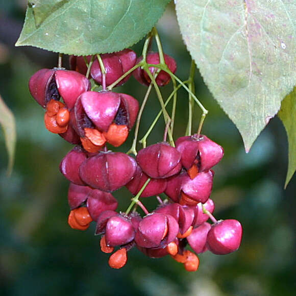 Euonymus planipes: Bild 1/5 Euonymus planipes: Bild 1/5