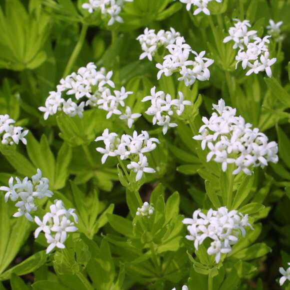 Galium odoratum: Bild 1/8 Galium odoratum: Bild 1/8