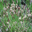 Carex pensylvanica: Bild 2/4