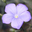 Linum narbonense: Bild 1/2