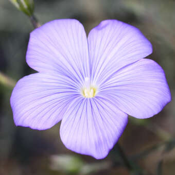 Linum narbonense