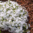 Phlox subulata 'Maischnee': Bild 2/2