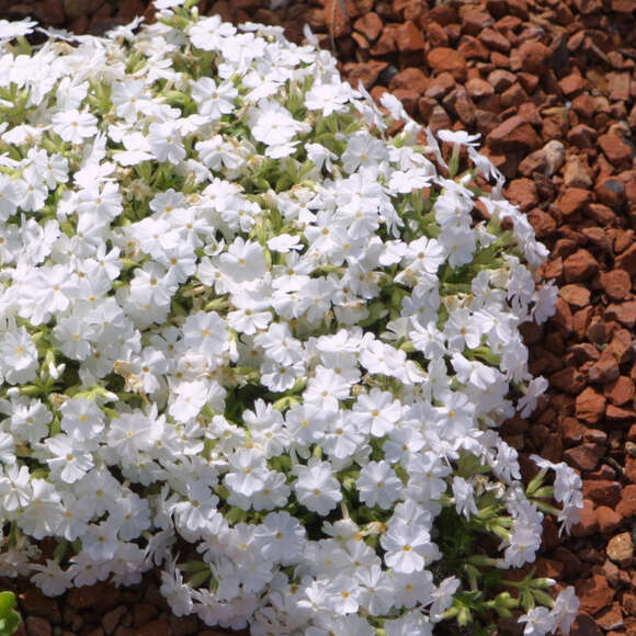 Phlox subulata 'Maischnee': Bild 2/2 Phlox subulata 'Maischnee': Bild 2/2