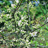 Chaenomeles 'Nivalis' - Zierquitte