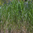 Miscanthus giganteus (M. floridulus): Bild 4/7