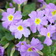 Primula juliae 'Groenekan's Glorie': Bild 5/5