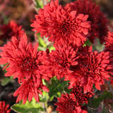 Chrysanthemum koreanum 'Waldenburg' - Herbstchrysantheme