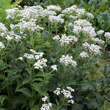Parthenium integrifolium: Bild 5/5