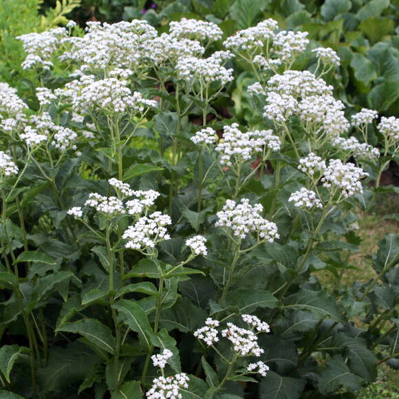 Parthenium integrifolium: Bild 5/5
