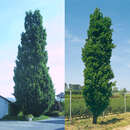Quercus robur 'Fastigiata' - Säuleneiche