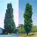 Quercus robur 'Fastigiata' - Säuleneiche