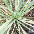 Yucca rostrata 'Sapphire Skies': Bild 1/2