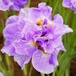 Iris sibirica 'Having Fun': Bild 2/2