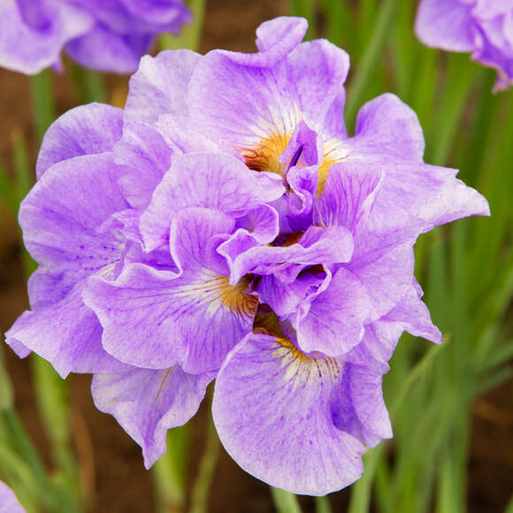 Iris sibirica 'Having Fun': Bild 2/2