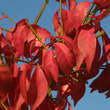 Euonymus alatus 'Rudy Haag': Bild 4/4