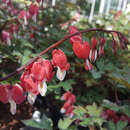 Dicentra spectabilis 'Valentine' - Rote Herzblume