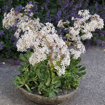 Saxifraga cotyledon pyramidalis