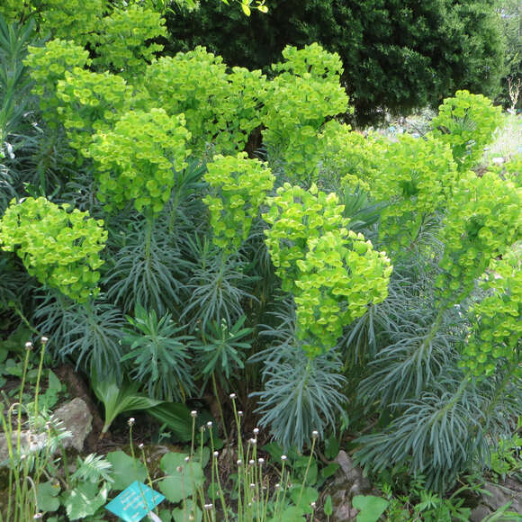 Euphorbia characias wulfenii: Bild 9/13