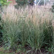Calamagrostis acutiflora 'Overdam': Bild 5/8