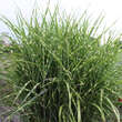 Miscanthus sinensis 'Gold Bar': Bild 1/1