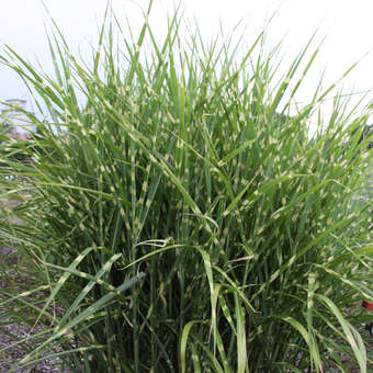 Miscanthus sinensis 'Gold Bar'