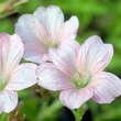 Geranium endressii 'Wargrave Pink': Bild 5/7
