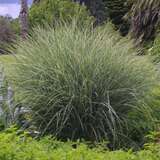 Miscanthus sinensis 'Yaku Jima' - Zwerg-Chinaschilf