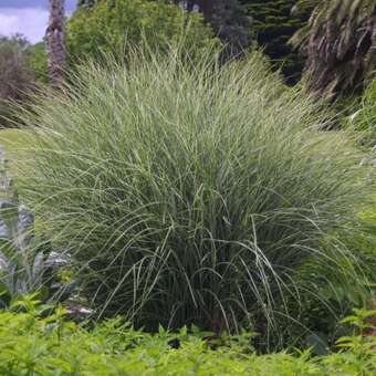 Miscanthus sinensis 'Yaku Jima'