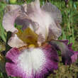 Iris germanica 'Change of Pace': Bild 1/5