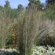 Andropogon gerardii: Bild 1/1
