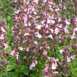 Teucrium chamaedrys 'Nanum': Bild 1/3