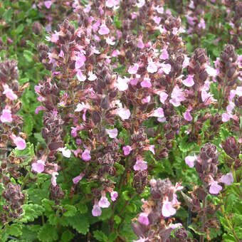 Teucrium chamaedrys 'Nanum'