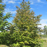 Cercidiphyllum japonicum - Judasblattbaum