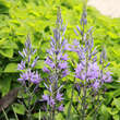 Camassia leichtlinii 'Caerulea': Bild 1/1