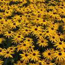 Rudbeckia fulgida 'Goldsturm' - Sonnenhut