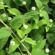 Lippia dulcis 'Colada': Bild 1/3