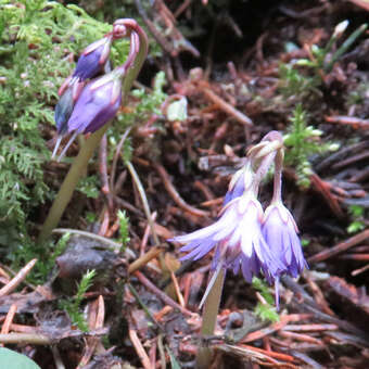 Soldanella montana