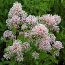 Ceanothus pallidus 'Marie Simon' - Säckelblume