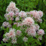 Ceanothus pallidus 'Marie Simon' - Säckelblume