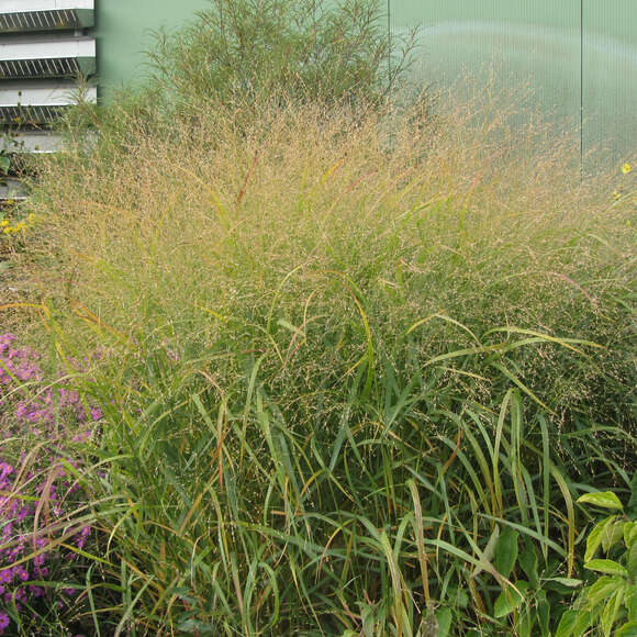 Panicum virgatum 'Rehbraun': Bild 4/5 Panicum virgatum 'Rehbraun': Bild 4/5