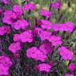 Dianthus grat. 'Baby Lom': Bild 1/3