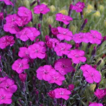 Dianthus grat. 'Baby Lom'