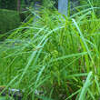 Carex lurida: Bild 1/2