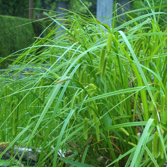 Carex lurida